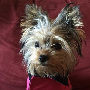 Meet your Posher, Maggie